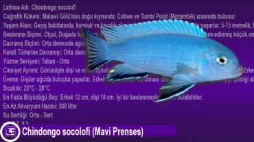 Chindongo socolofi (Mavi Prenses)