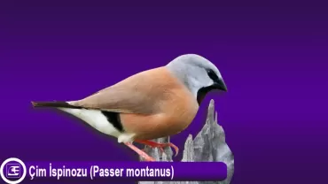 Çim İspinozu (Passer montanus)