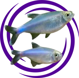 Cochu Mavi Tetra (Boehlkea fredcochui)