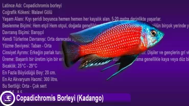 Copadichromis Borleyi