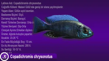 Copadichromis Chrysonotus