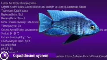 Copadichromis cyaneus