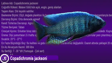 Copadichromis jacksoni