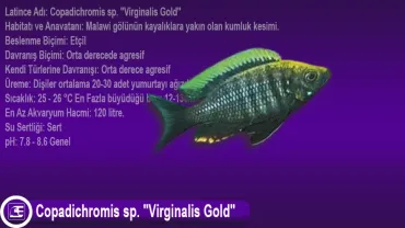Copadichromis sp. Virginalis Gold
