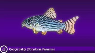 Çöpçü Balığı (Corydoras Paleatus)