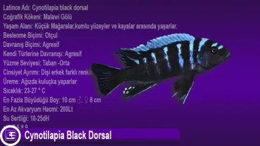 Cynotilapia Black Dorsal