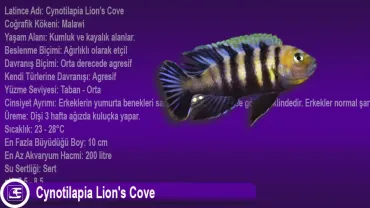 Cynotilapia Lion's Cove