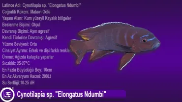Cynotilapia sp. Elongatus Ndumbi