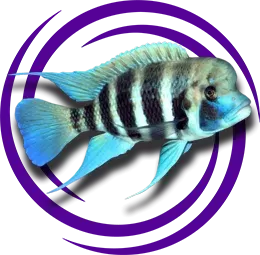 Cyphotilapia Frontosa