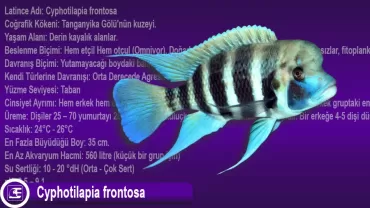 Cyphotilapia Frontosa