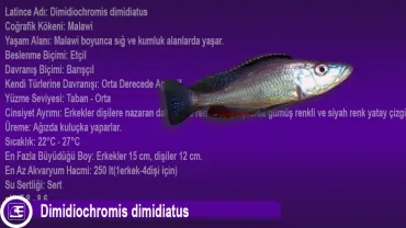 Dimidiochromis dimidiatus