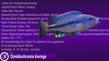 Dimidiochromis kiwinge