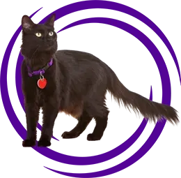 Domestic Medium Hair