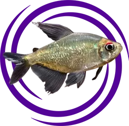 Elmas Tetra (Moenkhausia pittieri)