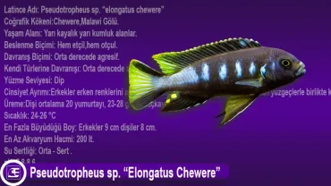 Pseudotropheus sp. Elongatus Chewere