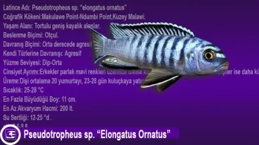 Pseudotropheus sp. (Elongatus Ornatus)