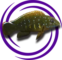 Eretmodus cyanostictus (Tanganyika Palyaçosu)