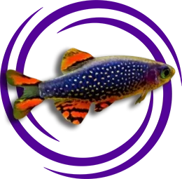 Gök İncisi Danio (Danio margaritatus)