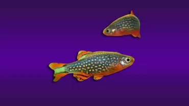 Gök İncisi Danio (Danio margaritatus)