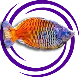 Gökkuşağı Boesemani (Melanotaenia boesemani)