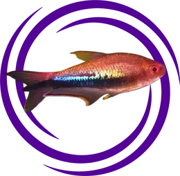 Gökkuşağı Tetra (Nematobrycon lacortei)