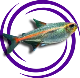 Hemigrammus erythrozonus (Günışığı Tetra)