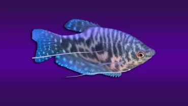 Gurami (Trichopodus sp)