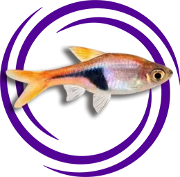 Trigonostigma heteromorpha (Harlequin Rasbora)