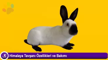 Himalaya Tavşanı