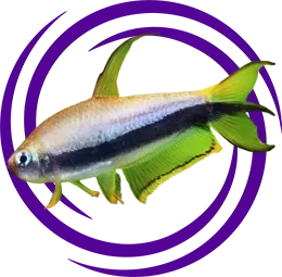 İmparator Tetra (Nematobrycon palmeri)