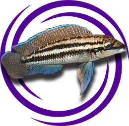 Julidochromis dickfeldi