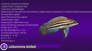 Julidochromis dickfeldi
