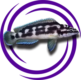 Julidochromis transcriptus