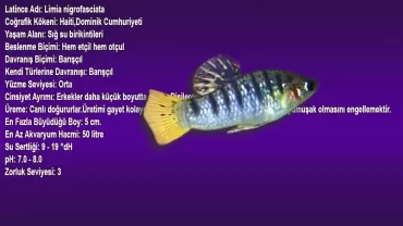 Kambur Limia (Limia Nigrofasciata)