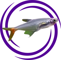 Kankuyruk Tetra (Aphyocharax anisitsi)