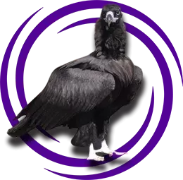 Kara Akbaba (Aegypius monachus)