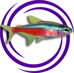 Paracheirodon axelrodi (Kardinal Tetra)