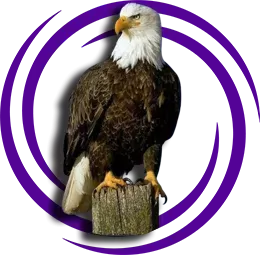 Kartal (Accipitridae)