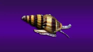 Anentome helena (Katil Salyangoz)