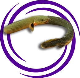 Kaval Balığı (Erpetoichthys calabaricus)