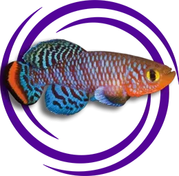 Killifish (Fundulidae)