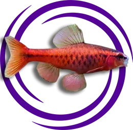 Kiraz Barb (Puntius titteya)