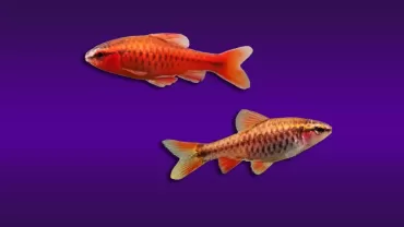 Kiraz Barb (Puntius titteya)