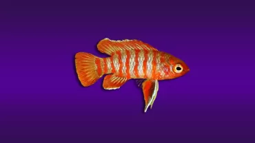 Dario dario (Kırmızı Badis)