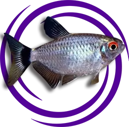 Kırmızı Gözlü Tetra (Moenkhausia sanctaefilomenae)