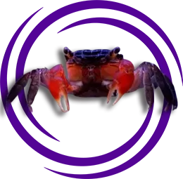 Kırmızı Kıskaçlı Yengeç (Perisesarma bidens)