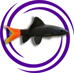 Epalzeorhynchos bicolor (Kırmızı Kuyruklu Köpek Balığı)