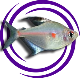 Hyphessobrycon erythrostigma (Kırmızı Tetra)