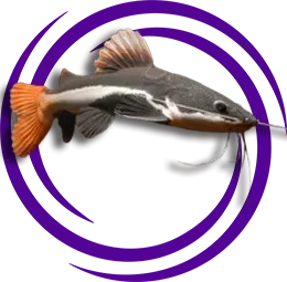 Kırmızıkuyruk Kedibalığı (Phractocephalus hemioliopterus)