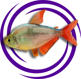 Kolombiya Tetra (Hyphessobrycon colombianus)